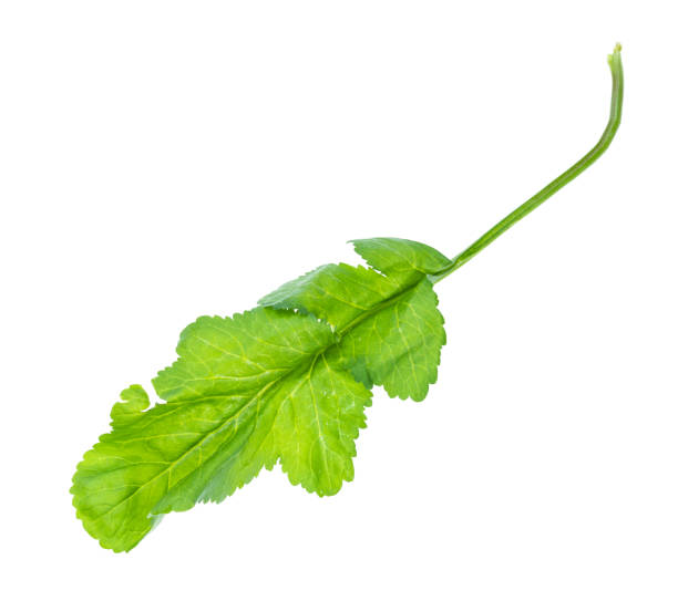 istock leaf of tsitsmati herb (caucasian garden cress 1168995569