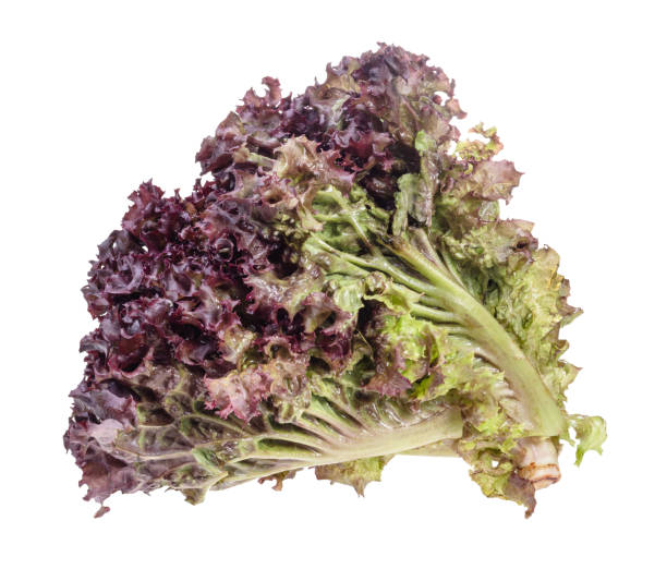 istock bundle of fresh Lollo rosso leaf lettuce cutout 1168995610