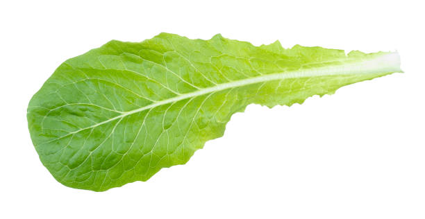 green leaf of Romaine lettuce cutout on white green leaf of Romaine lettuce cutout on white background green leaf lettuce stock pictures, royalty-free photos & images