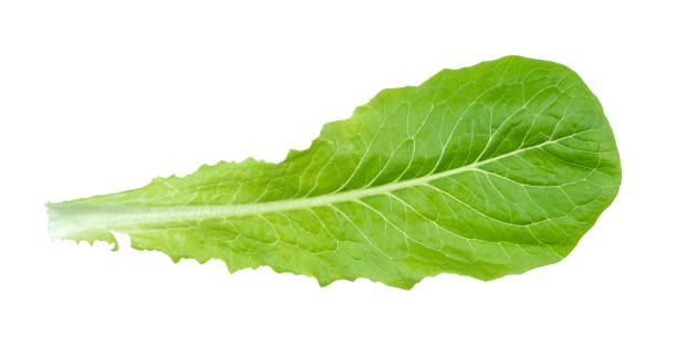 istock back side of green leaf of Romaine lettuce 1168995761