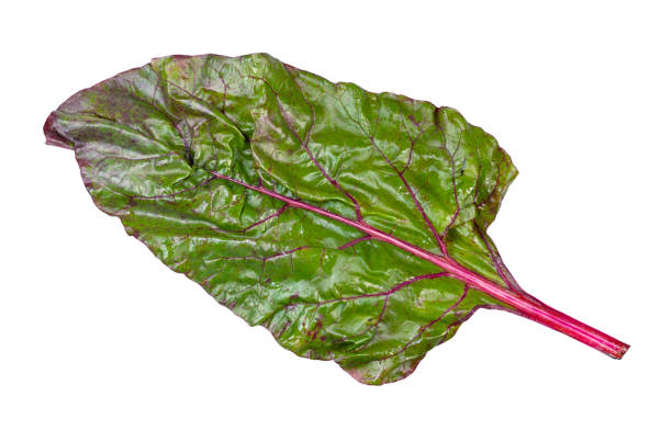 istock wet leaf of beet plant (chard) cutout on white 1168995813