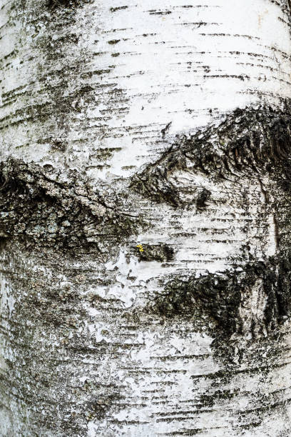 fond vertical - écorce du vieil arbre de bouleau - birch tree tree downy birch white photos et images de collection