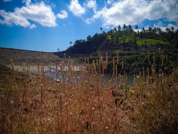 Wild Flower Plants Growing Drought Around The Lake Water Of Titab Ularan Dam In The Dry Season, North Bali, Indonesia