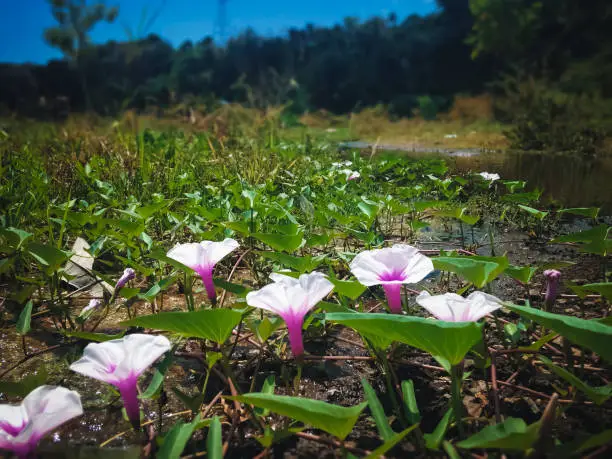 Beautiful Wild Aquatic Plant Flowers Blooming Of Water Spinach Around Water Puddle Of The River, North Bali, Indonesia