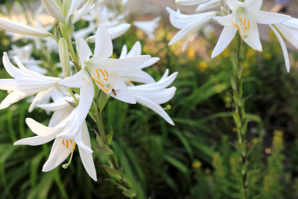 istock View of blooming lilies 1168998851