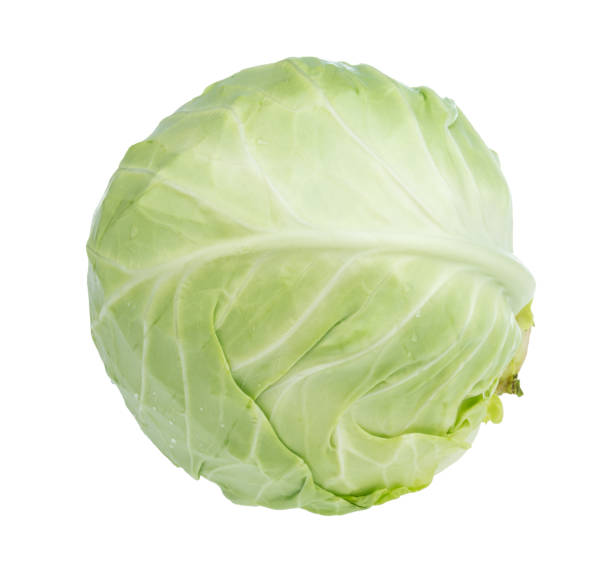 head of fresh white cabbage cutout on white - head cabbage imagens e fotografias de stock