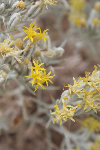 istock MOJAVE COTTONTHORN - JOSHUA TREE NP - 072519 D 1168999794