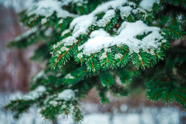 istock Branch of a coniferous tree macro 1169000209