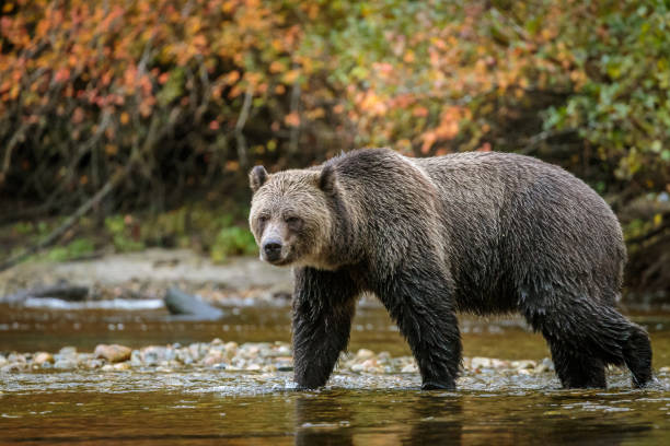 istock Grizzly Bear, or North American Brown Bear 1169001299