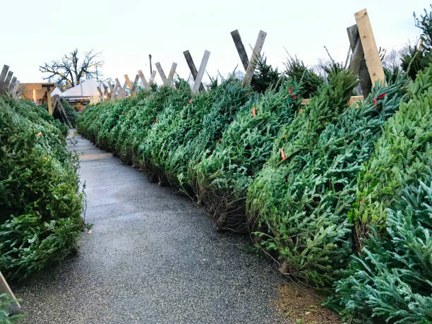 A display of Christmas trees in a retail Christmas tree farm nursery. Various species of trees are for sale.