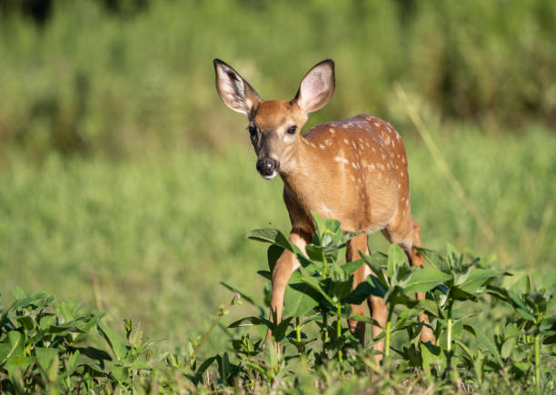 primer plano de cervatillo caminando a través de hierba alta en el campo. - animal cute animals deer deer herd fotografías e imágenes de stock