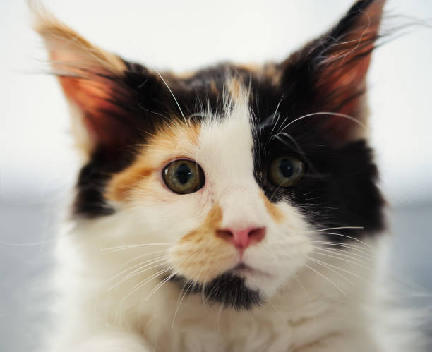 istock cute cat at home. Blurred background 1169001570
