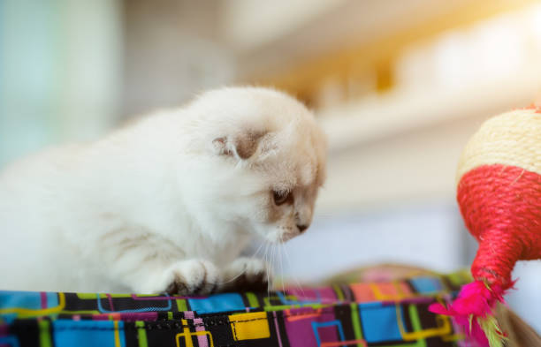 istock cute cat at home. Blurred background 1169001685