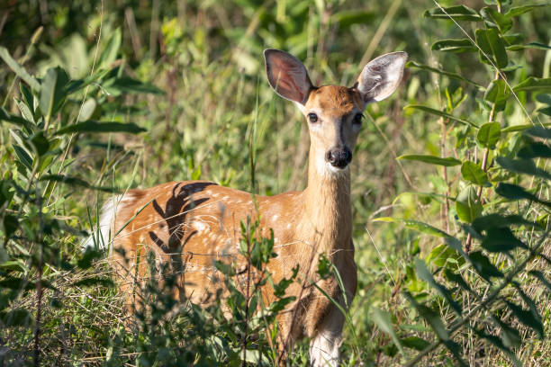 istock White-tailed deer fawn (Odocoileus virginianus) in field 1169001693