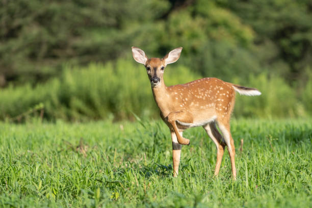 istock Adorable fawn standing in meadow, looking at camera 1169001694