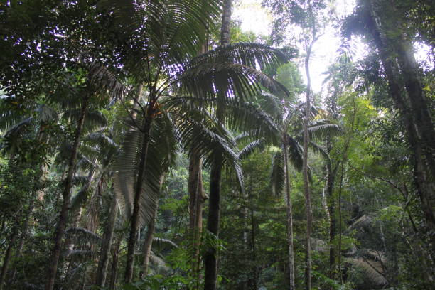 istock Environment of tropical forest 1169001709