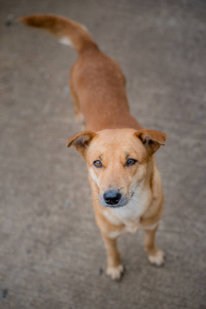 istock dog, Thai dog 1169001784
