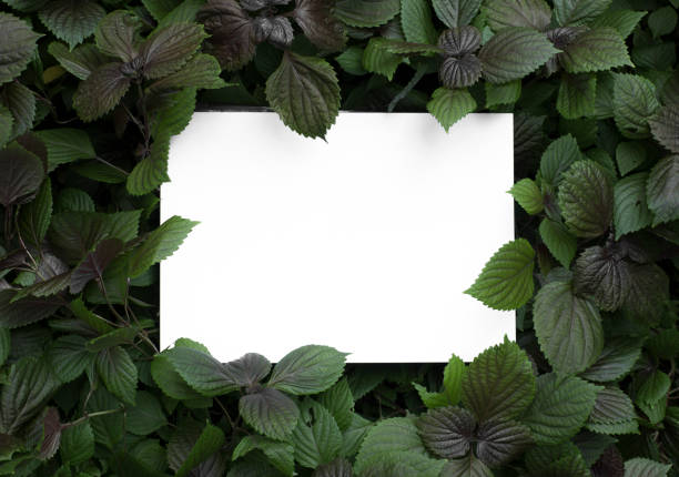 istock White frame on hipster green leaves texture background 1169002621
