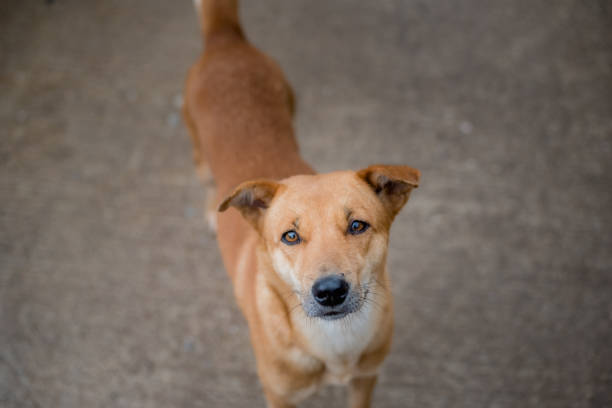 istock dog, Thai dog 1169002676