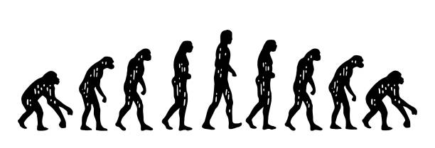 theoretische evolution des menschen. vom affen zum menschen. vintage gravur - evolution stock-grafiken, -clipart, -cartoons und -symbole