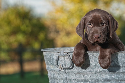 A cute young Chocolate Labrador puppy standing in an old galvanized wash tub with her paws over the edge, outside with yellow Autumn leaves in the background