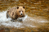 Grizzly Bear, or North American Brown Bear