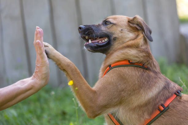 istock human and dogl high five 1169003906