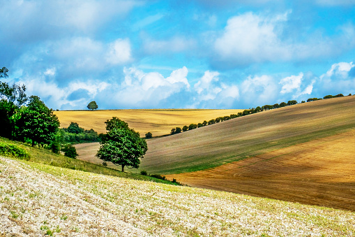 Sussex, English landscape, rolling hills, golden color of the crops growing in the fields, the light is low casting high lights and shadows on to of the hills, a blue sky with white clouds, Lewes, East Sussex, UK.