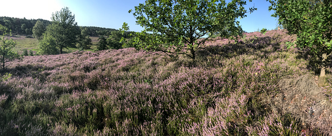 View over the beautiful purple Flowering heath in the area cold Brunssummerheide