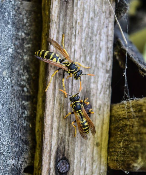 istock Two wasps on a plank. Wasps polist. 1169005264