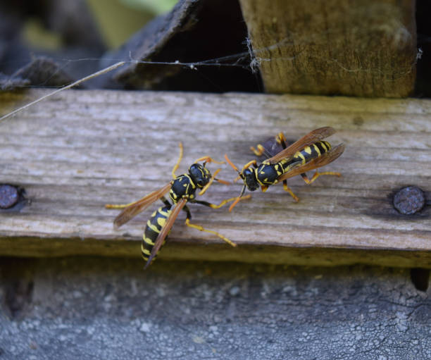 istock Two wasps polists sit opposite each other in a shed. 1169005267