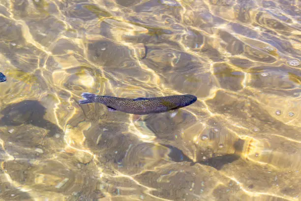 Rainbow trout (Oncorhynchus mykiss) in hatchery raceway. Trout farm. Feeding fish