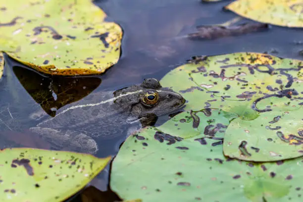 Photo of A dark green frog sitting in the water between lily pads - macro shot