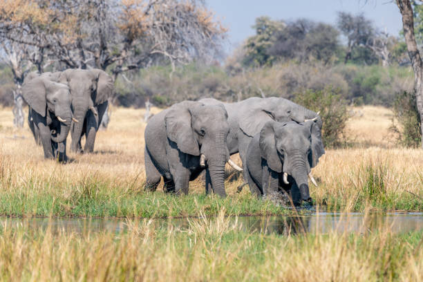 istock Elephants in moremi Game Reserve in Botswana in the okavango Delta 1169005525