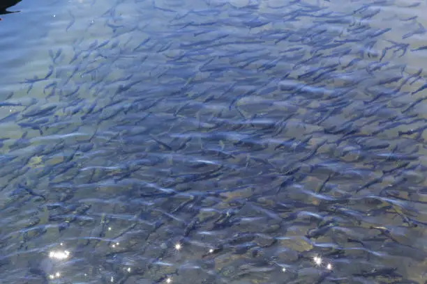 Rainbow trout (Oncorhynchus mykiss) in hatchery raceway. Trout farm. Feeding fish