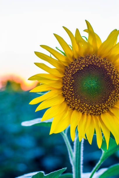 istock sunflowers in the field 1169006331