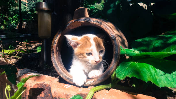istock White and orange cat with kitten 1169007193