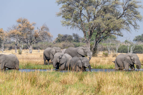 istock Elephants in moremi Game Reserve in Botswana in the okavango Delta 1169007325
