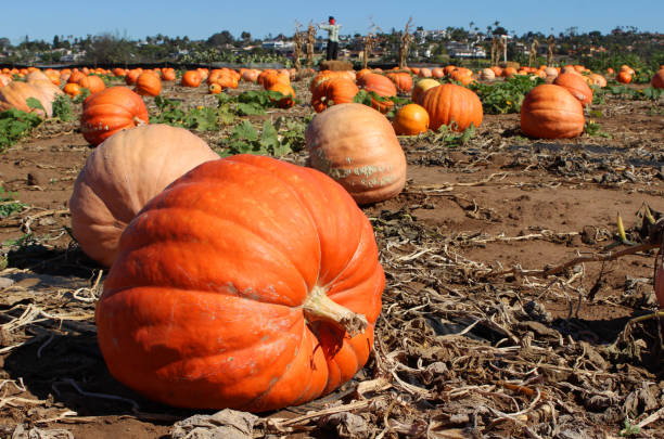 istock Huge pumpkins growing in the field 1169007357
