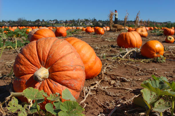 istock Huge pumpkins growing in the field 1169007403