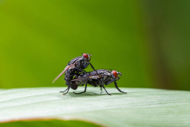 Two flies with wide open red eyes pairing on a green leaf