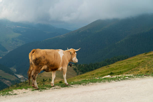 istock Cow on mountain meadow 1169008207
