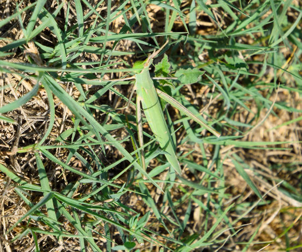 locusta verde, insetto alare. parassita delle colture agricole. locuste o - locust epidemic grasshopper pest foto e immagini stock