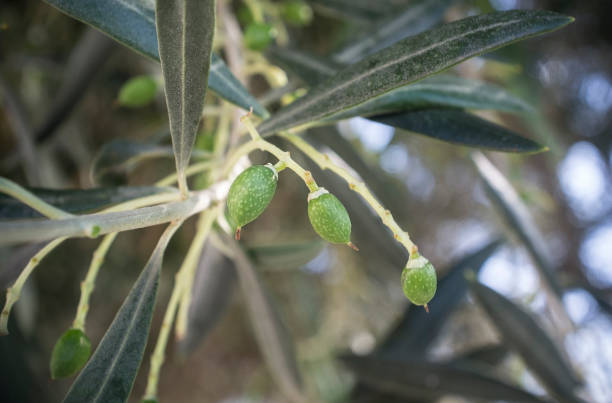 istock Initial maduration stage of olive fruits 1169008694