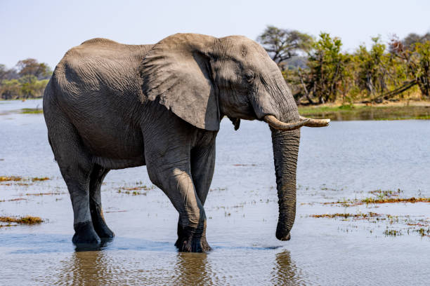 istock Elephants in moremi Game Reserve in Botswana in the okavango Delta 1169009303