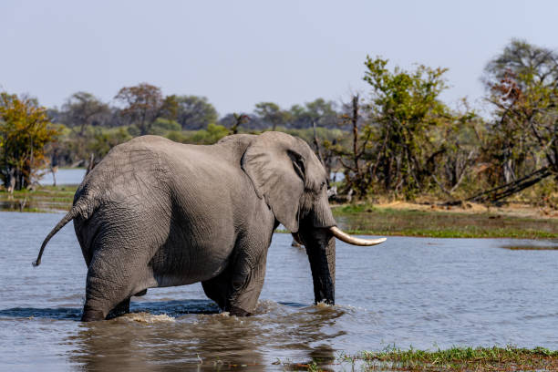 istock Elephants in moremi Game Reserve in Botswana in the okavango Delta 1169009542