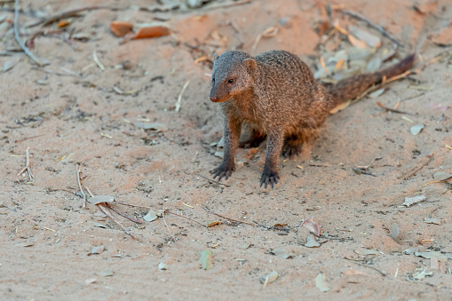 Mongoose in chobe national park in botswana, africa