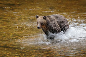Grizzly Bear, or North American Brown Bear
