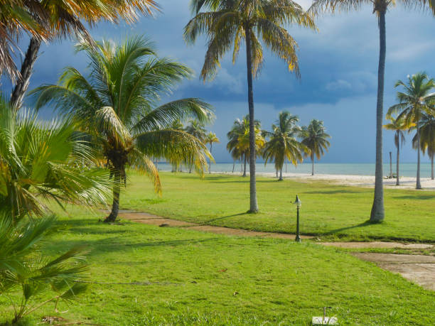 istock palm beach sea lawn 1169009881