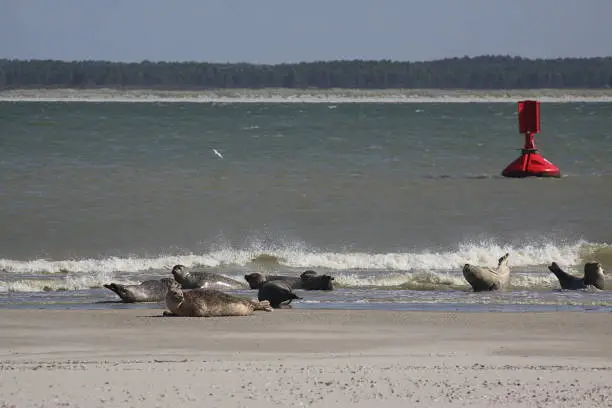 Photo of Seal Colony in Somme Bay